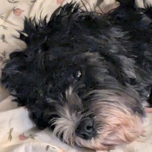 Meet your Posher, Joseph